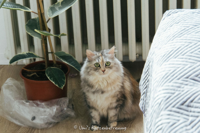 Katzenbetreuung, meine vierbeinige Kunden 2024